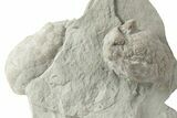 Two Cystoid (Holocystites) Fossils - Indiana #232701-1